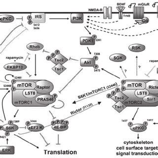 Activation Of Mammalian Target Of Rapamycin Occurs Through A Complex