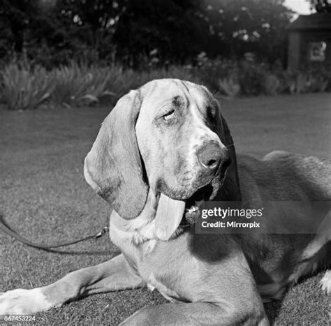 593 English Bloodhound Stock Photos High Res Pictures And Images