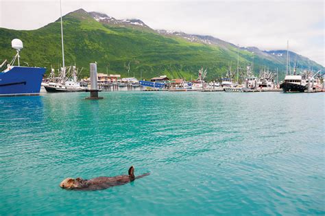 Alaska Magazine | The Rebound of the Sea Otter