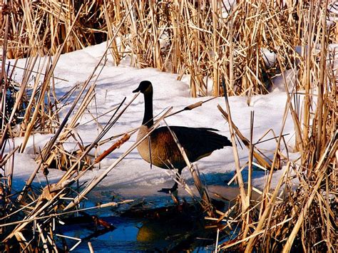 Canada Goose Marsh Free Photo On Pixabay Pixabay