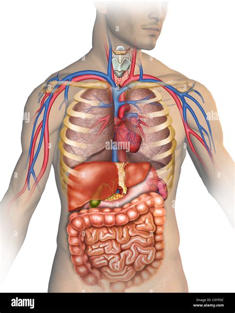 Anatomie Des Menschlichen K Rpers Mit Verschiedenen Organen Aus Denen