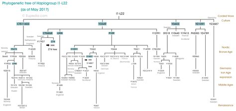 Phylogenetic Tree Of Haplogroup I1 L22 Y Dna Eupedia Dna