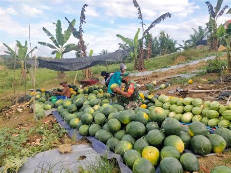 Kebun Semangka