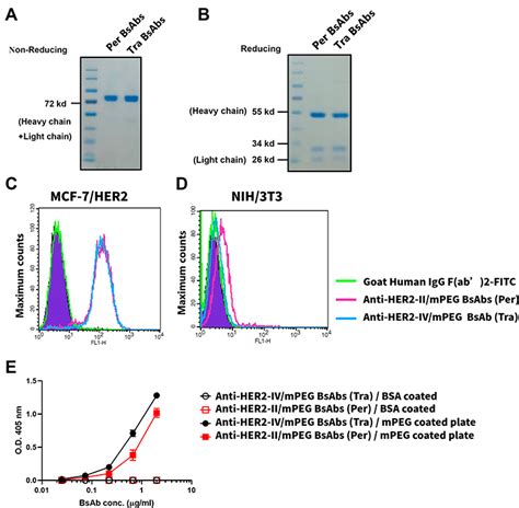 Synergistic Targeting And Chemotherapy Of Breast Cancer IJN