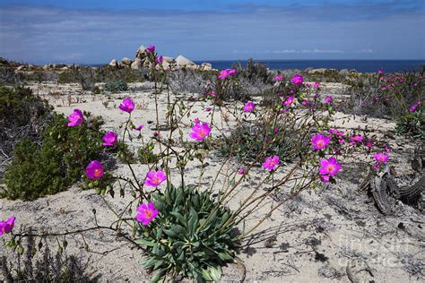 Flowering Desert Chile Photograph by James Brunker