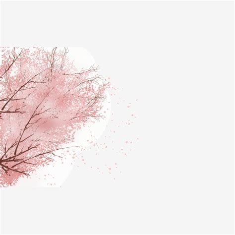 Cherry Blossom Illustration Png Transparent Cherry Blossom Flower