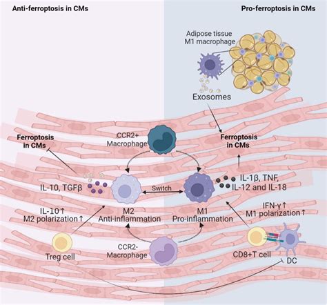 Frontiers The Underlying Pathological Mechanism Of Ferroptosis In The