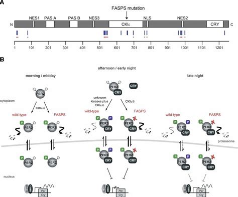 Schematic Representation Of PER2 Phosphorylation Sites And Their