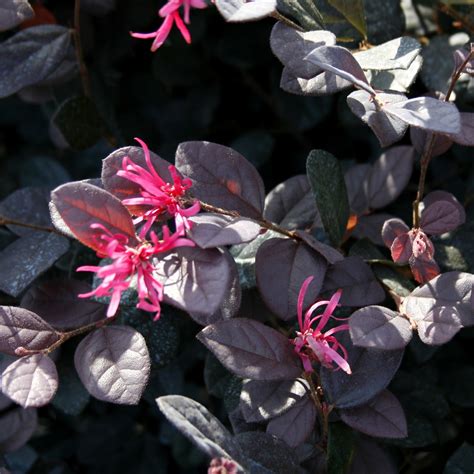 Loropetalum Chinense Vivai Ghellere