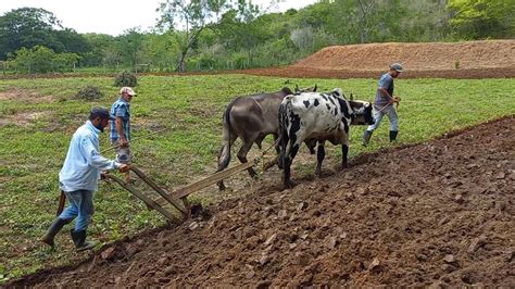 Arando A Terra Junta De Bois Como Antigamente No Sert O Da Bahia