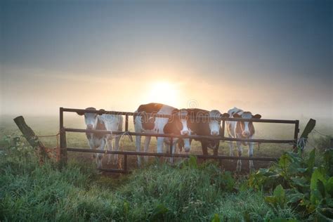 Vacas Que Pastan Cerca De Iglesia Imagen De Archivo Imagen De Niebla