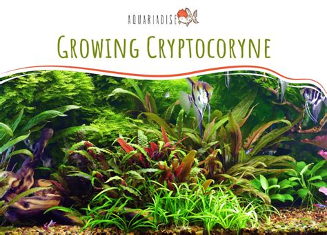 Growing Cryptocoryne Aquariadise