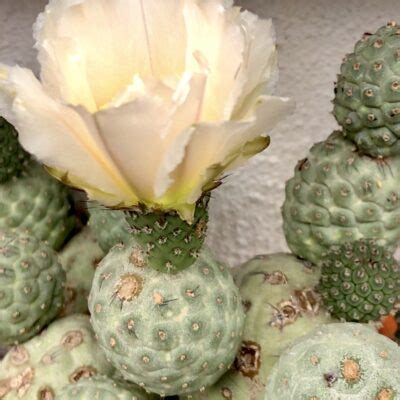 Success With Stapeliads Carrion Flowers Debra Lee Baldwin