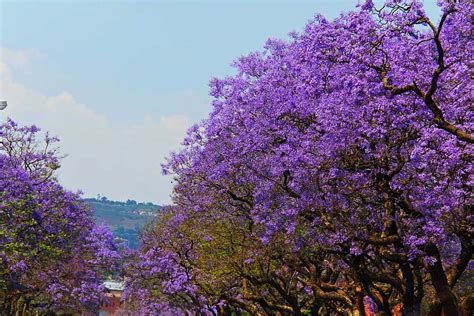 11 Beautiful Purple Flowering Trees For Your Yard