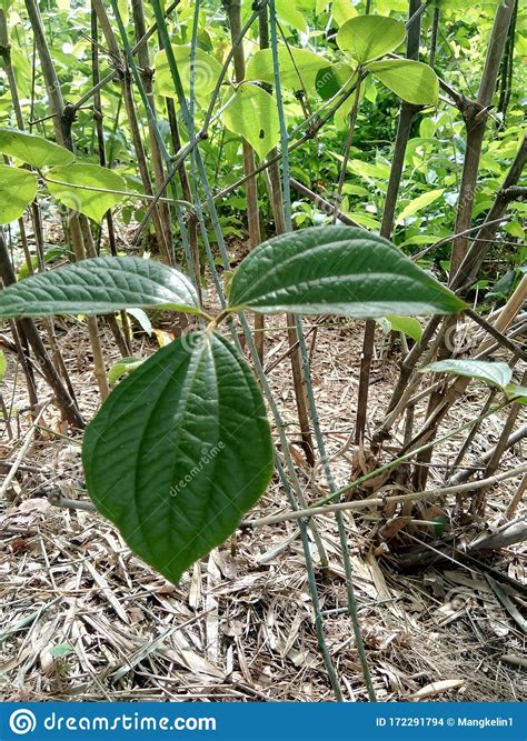 Daun Pokok Getah In English Stephanie Hardacre