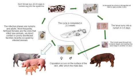 This Pig Diseases Guide Is A Reference List Of Pig Diseases Commonly