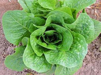 Romaine Lettuce Paris Island Cos Non GMO Baby Green Seeds