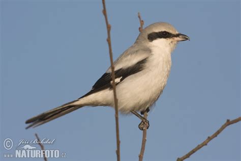 Lanius excubitor Pictures, Great Grey Shrike Images, Nature Wildlife ...