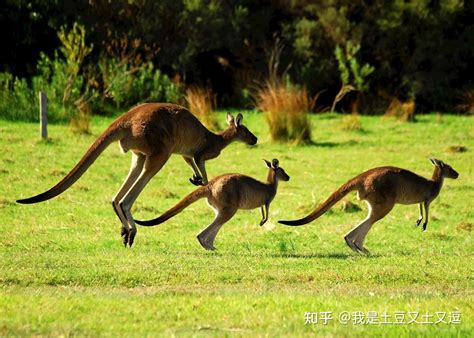 袋鼠的“小短手”，除了戴上手套打拳击以外，还能干点儿啥？ 知乎