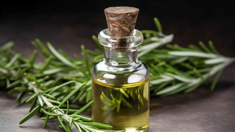 Nurturing Your Hair Power Of Using Rosemary And Olive Oil Blend For Hair Growth Onlymyhealth