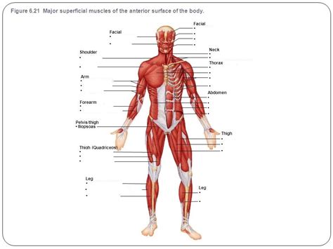 Thorax And Abdomen Anterior Diagram Quizlet