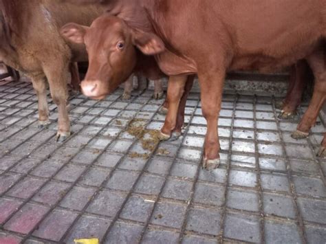 The Amazing Journey Of The Red Heifers From Texas To Israel