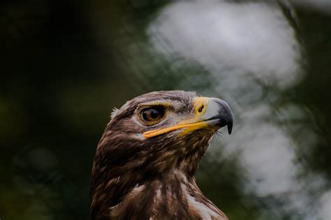 Burung Pemangsa Satwa Binatang Foto Gratis Di Pixabay Pixabay