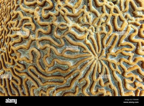 Close Up Of Geometric Pattern Of Brain Coral Surface On Reef In