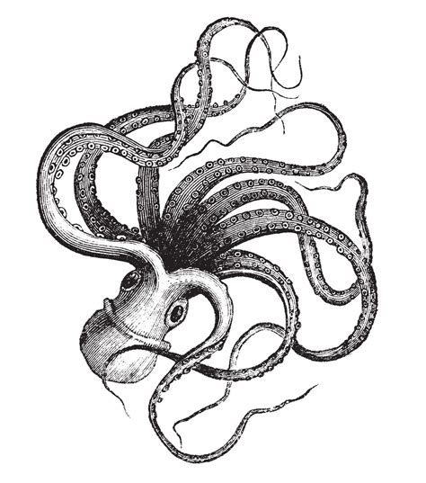 Kraken Drawing | Free download on ClipArtMag