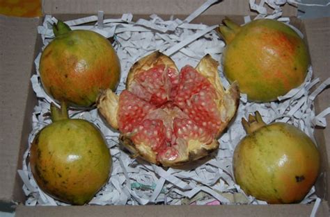 Pomegranate Productsindia Pomegranate Supplier