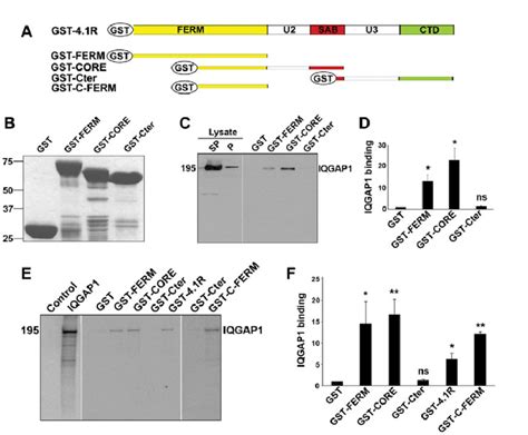 The FERM Domain Of Protein 4 1R Is Involved In IQGAP1 Association A