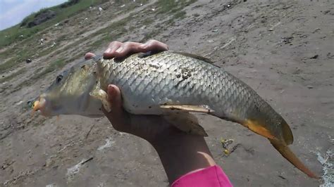 Pesca De Carpas Y Bagres Pesca Pdf Youtube