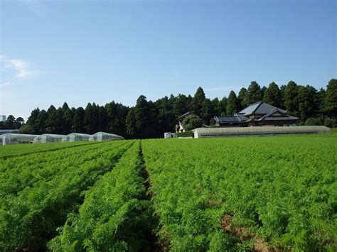 【不動産ジャパン】物件詳細：千葉県山武市松尾町借毛本郷／松尾駅の物件情報：売地