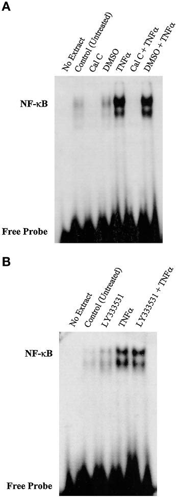 Calphostin C Prevents Tnf Induced Nf B Binding To Icam Promoter Gel