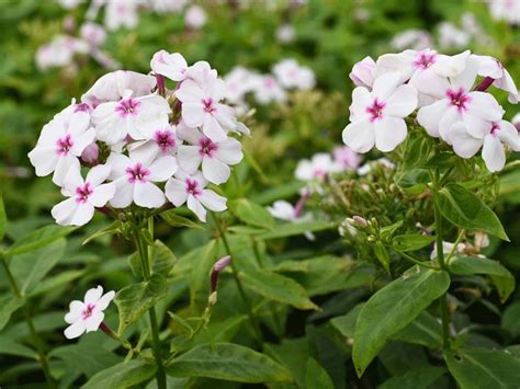 Płomyk Flame White Eye Phlox Paniculata Flame White Eye