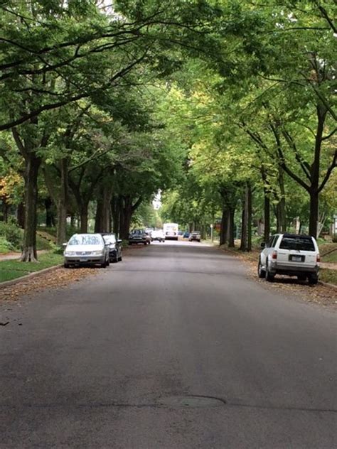 tree lined street - Neighborhood Greening