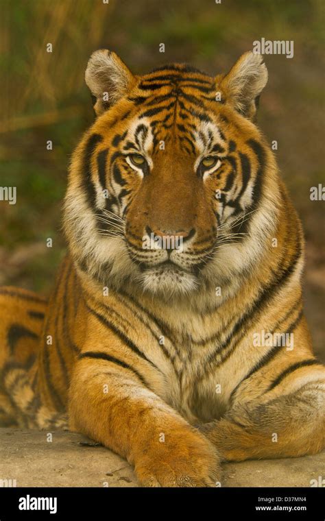 Bengal Tiger Panthera Tigris Tigris Lying Down Stock Photo Alamy