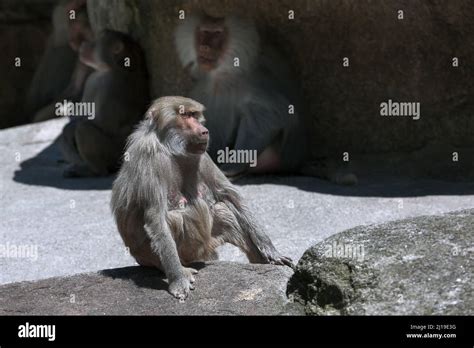 Hamadryas Baboon Habitat . Female Baboons Monkey Stock Photo - Alamy