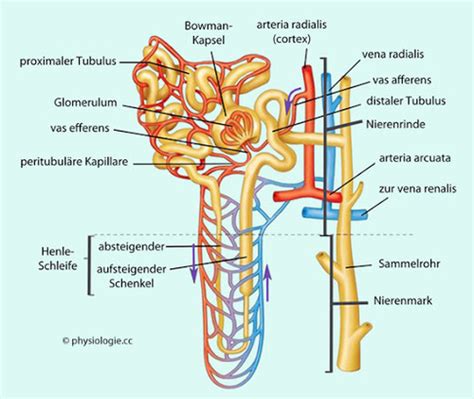 Niere Anatomie Karteikarten Quizlet