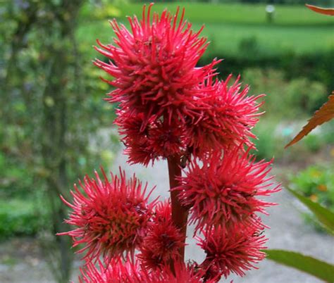 Castor Bean Impala Seeds Ricinus Communis