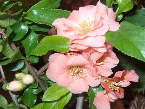 Online Plant Guide Chaenomeles X Superba Cameo Cameo Japanese