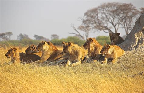 Lion vs Tiger - a comparison | size, habitat, conservation, etc