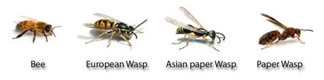 Paper Wasp Sting Treatment