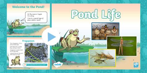 Eyfs Pond Life Information Powerpoint Teacher Made