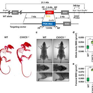 High Bone Mass Phenotype Of CXXC5 Mice A Scheme Of CXXC5 Knockout