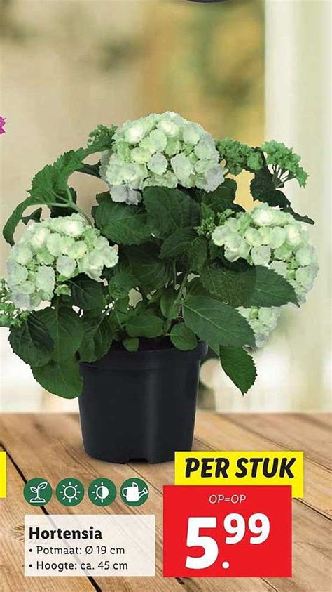 Hortensia Aanbieding Bij Lidl 1Folders Nl