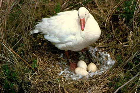 Free picture: snow, goose, bird, stands, nest, eggs