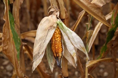 Closeup Corn On The Stalk In The Corn Field Stock Image Image Of Crop