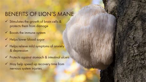 Everything You Need to Know About Lion's Mane – Pure Essence Labs