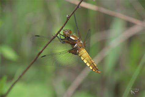 Libellula Depressa Sergio Stella Flickr